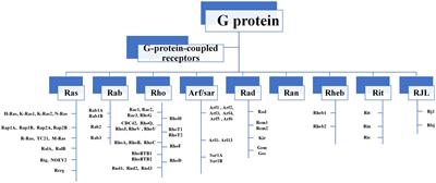 The potential therapeutic roles of Rho GTPases in substance dependence